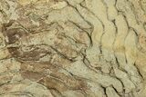 Pennsylvanian, Fossil Microbial Mat - Oklahoma #301936-1